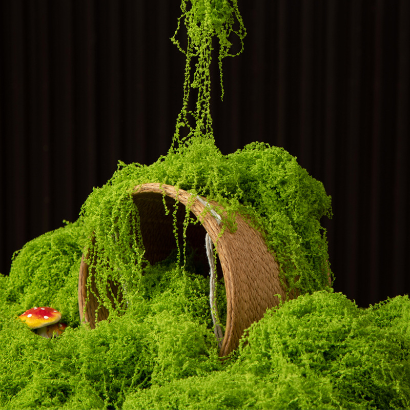 Terrarium Moss Art - عشب الحياة الأبدية 200 جرام، نباتات