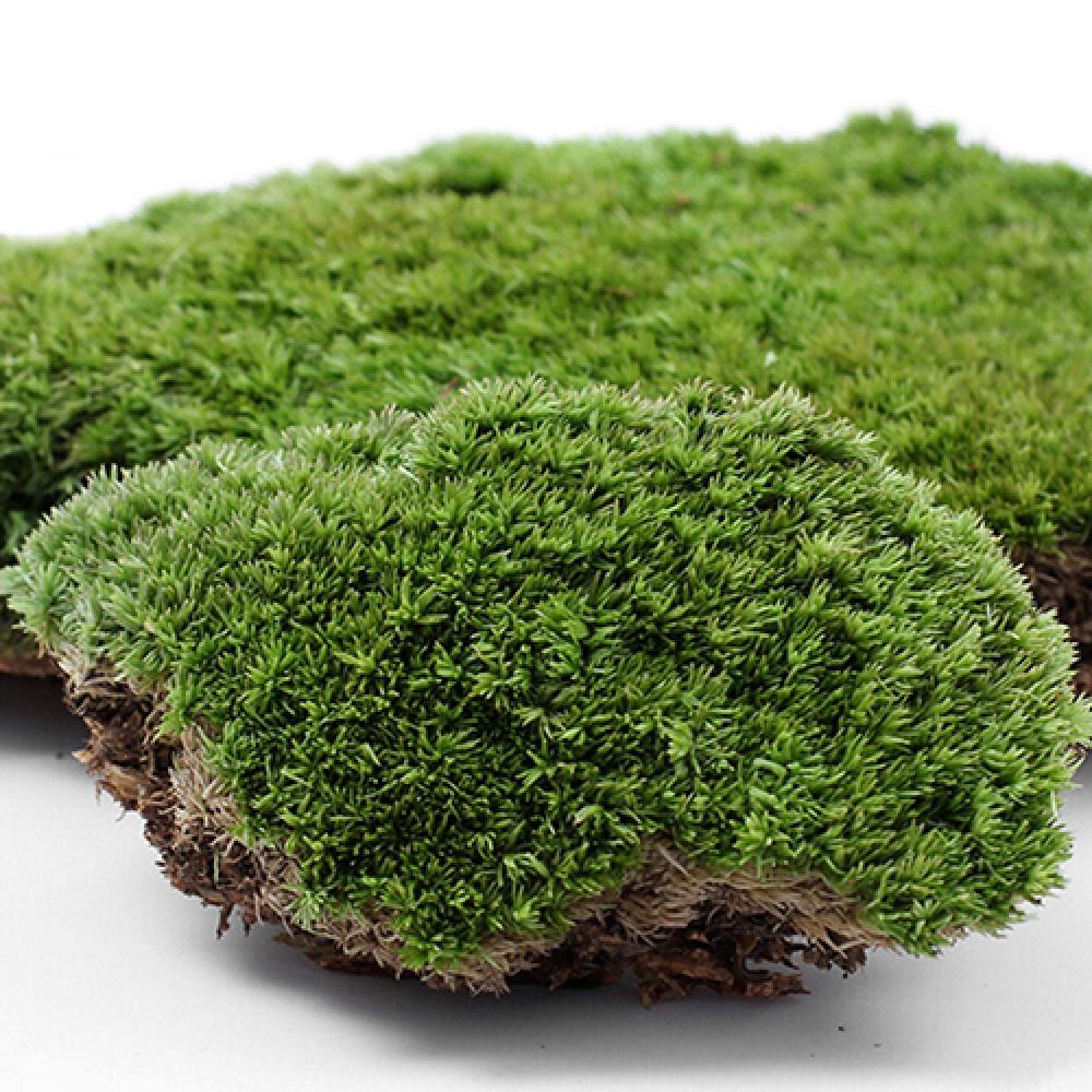 Terrarium Moss Art - الاصطناعي العشب الأخضر موس النبات زخرفة