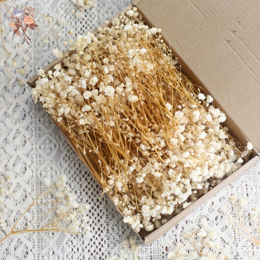 Resin Craft Ideas - 100 قطعة من زهور الجيبسوفيلا المجففة