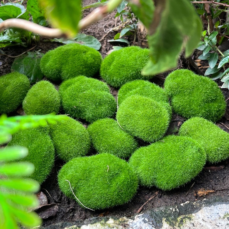 5/30 قطعة من أحجار الطحلب الاص - مراجعة Terrarium Moss Art وسعره