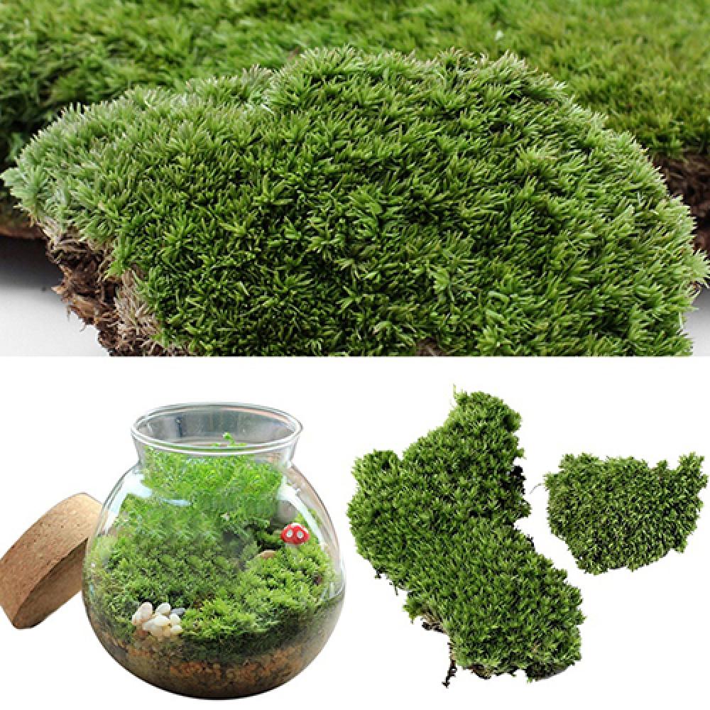 الاصطناعي العشب الأخضر موس الن - مراجعة Terrarium Moss Art وسعره