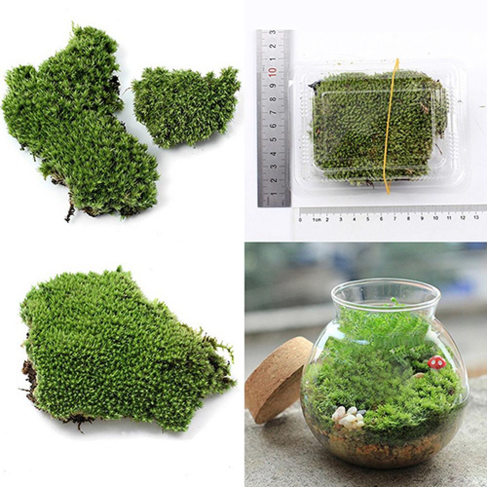 الاصطناعي العشب الأخضر موس الن - مراجعة Terrarium Moss Art وسعره