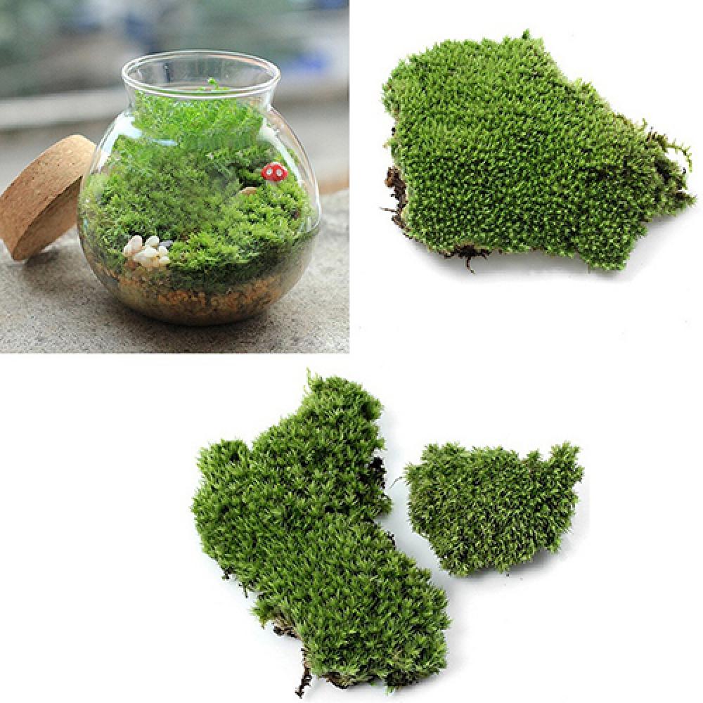 الاصطناعي العشب الأخضر موس الن - مراجعة Terrarium Moss Art وسعره