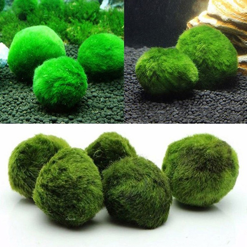 ماريمو كرات الطحلب حوض السمك ن - مراجعة Terrarium Moss Art وسعره