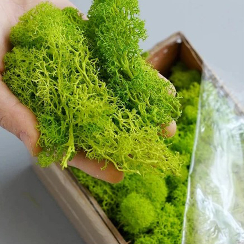 200 جرام نباتات خضراء اصطناعية - مراجعة Terrarium Moss Art وسعره